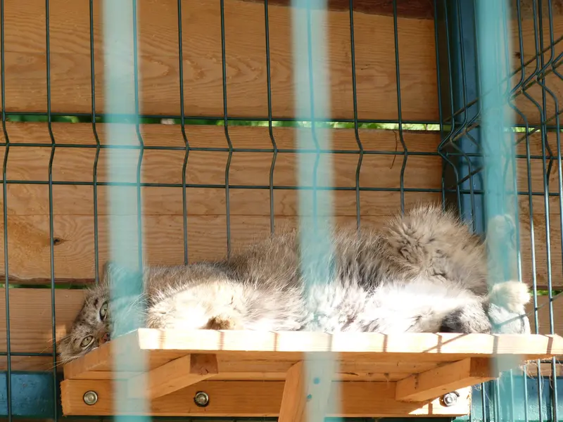 A photograph of Pepe in Barnaul zoo “Lesnaya skazka”