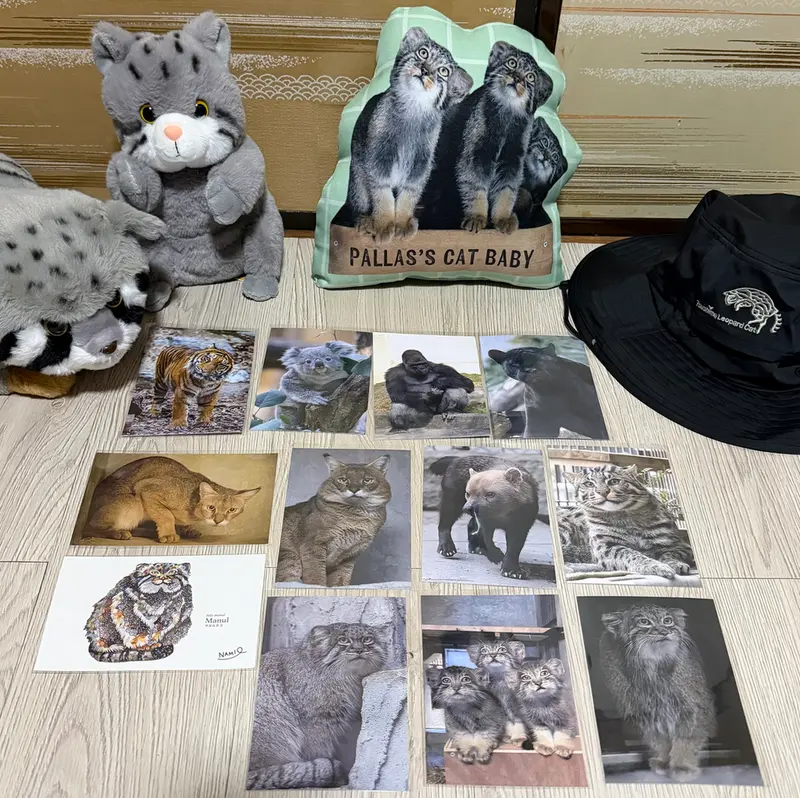 A photograph of a Pallas's cat