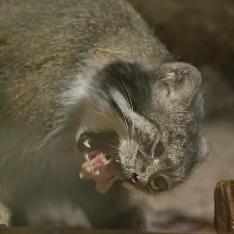 A photograph of Klyon in Ueno Zoological Gardens