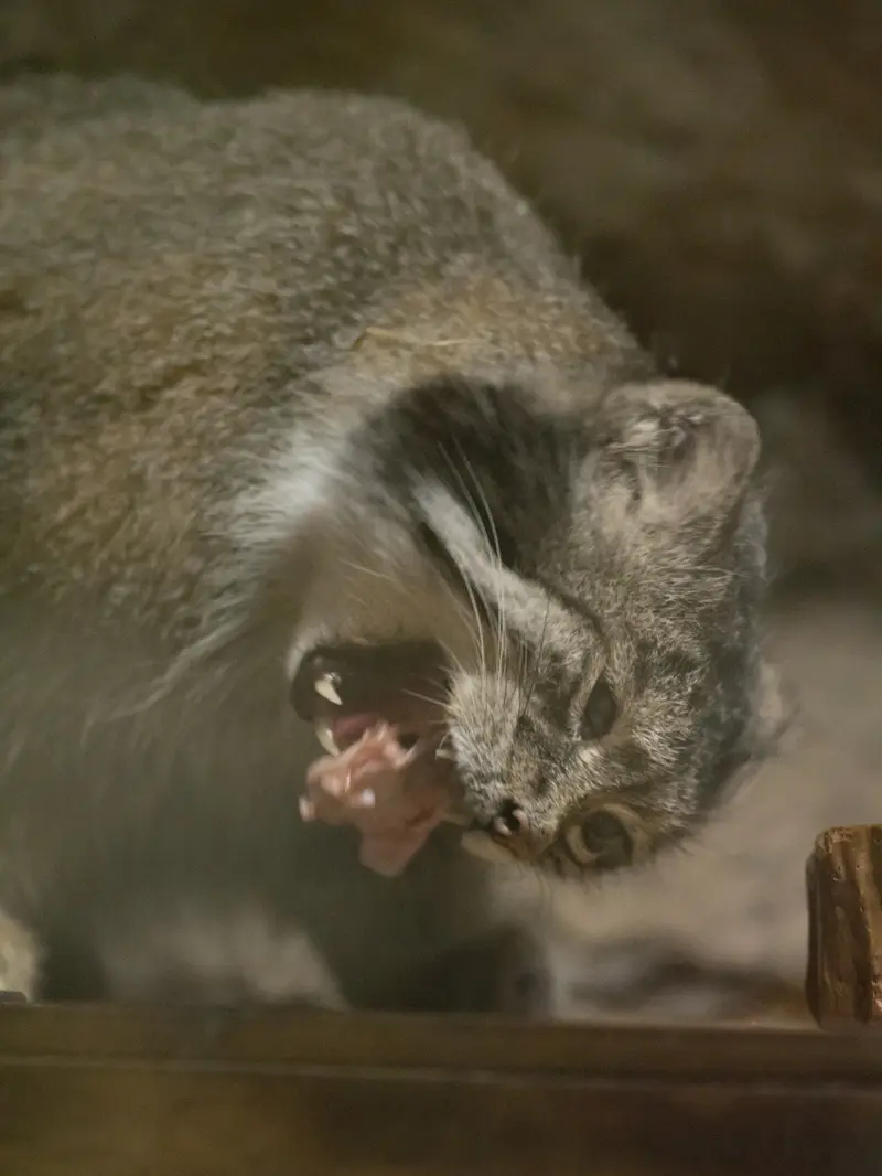 A photograph of Klyon in Ueno Zoological Gardens