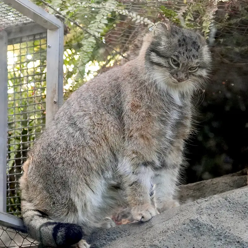 A photograph of Az in Kobe Animal Kingdom