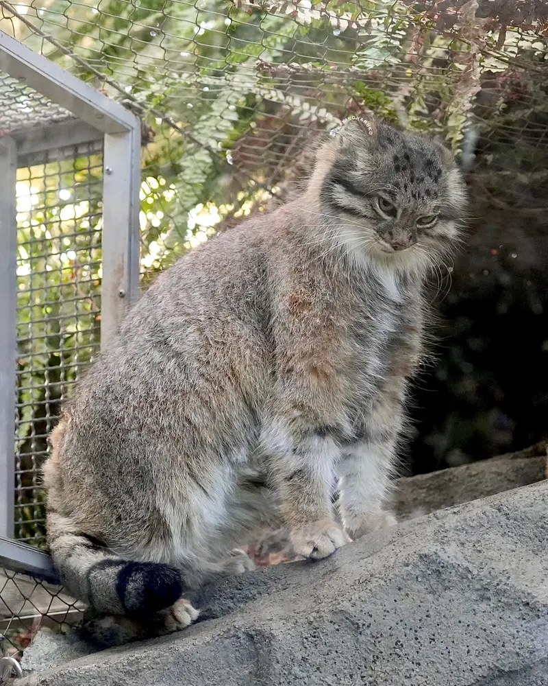 A photograph of Az in Kobe Animal Kingdom