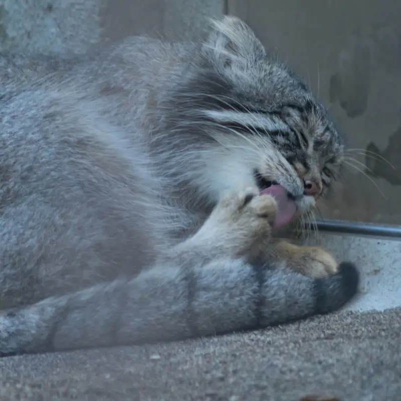 A photograph of Figa in Nogeyama Zoo