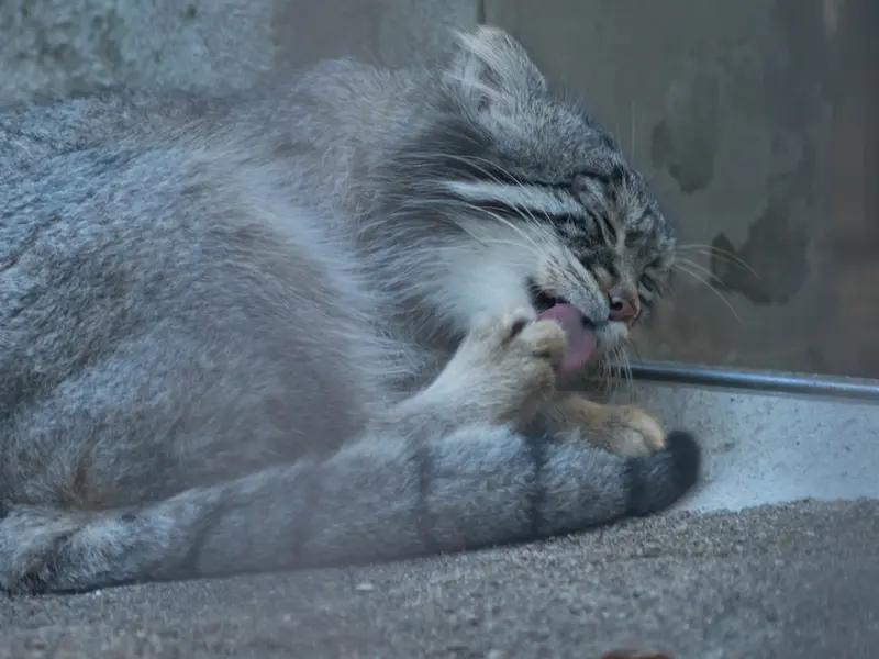A photograph of Figa in Nogeyama Zoo