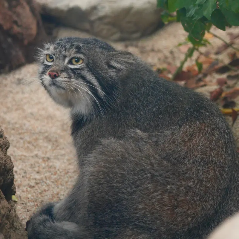 A photograph of Nar in Kobe Animal Kingdom