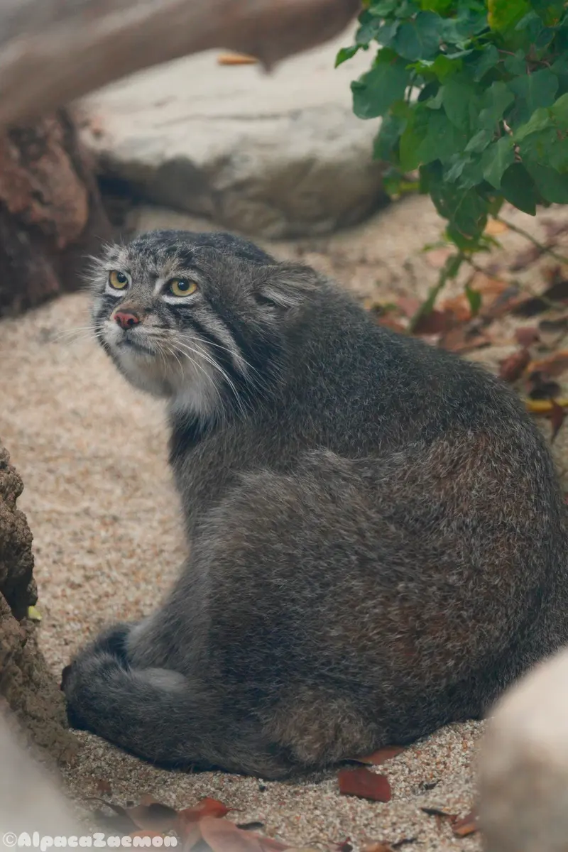 A photograph of Nar in Kobe Animal Kingdom