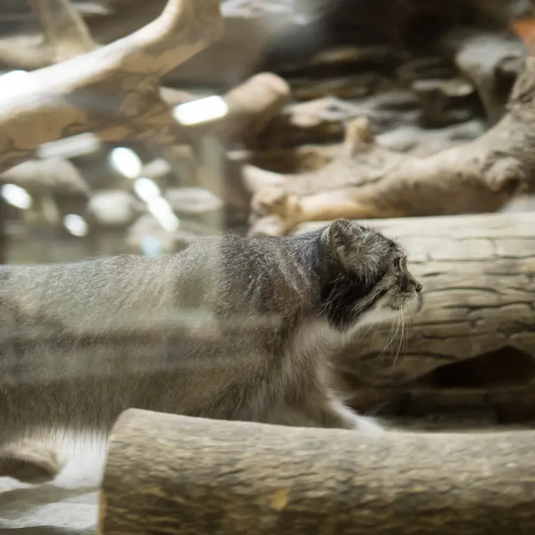 A photograph of Klyon in Ueno Zoological Gardens