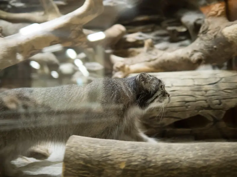 A photograph of Klyon in Ueno Zoological Gardens