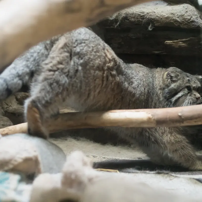A photograph of Klyon in Ueno Zoological Gardens