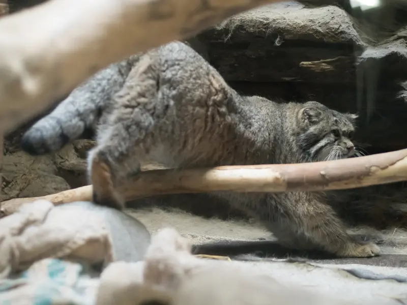 A photograph of Klyon in Ueno Zoological Gardens
