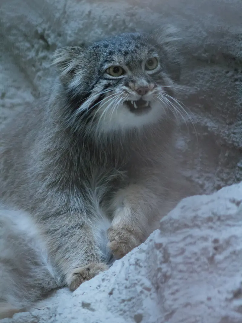 A photograph of Figa in Nogeyama Zoo