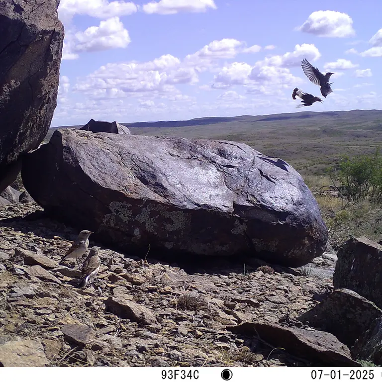 A photograph of a Pallas's cat from Koshkar [new] camera trap