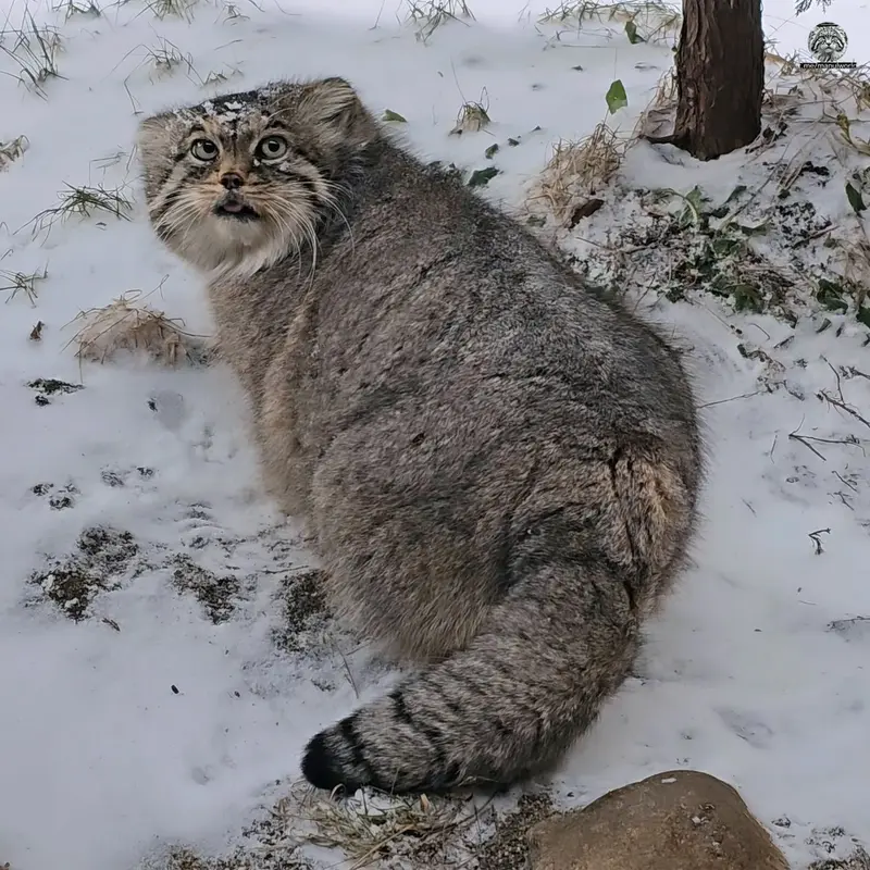 A photograph of a Pallas's cat