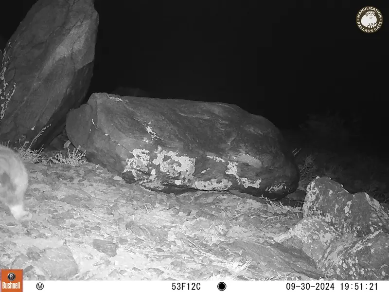 A photograph of Otocolobus manul manul from Koshkar camera trap