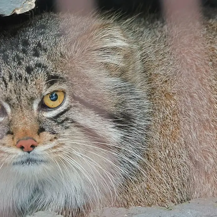 A photograph of a Pallas's cat