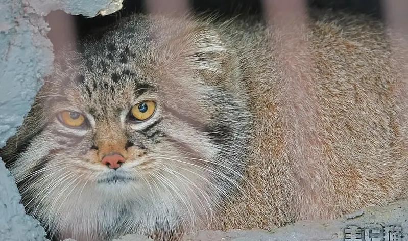 A photograph of a Pallas's cat