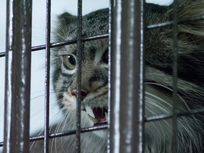 A photograph of Figa in Nogeyama Zoo