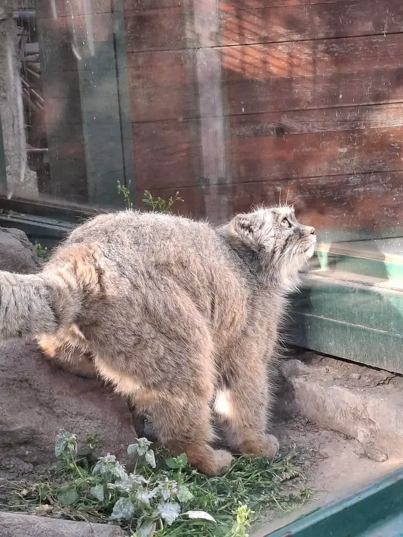 A photograph of a Pallas's cat