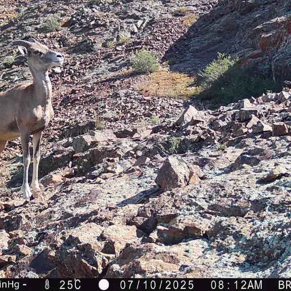 A photograph of Argali from Janator [new] camera trap