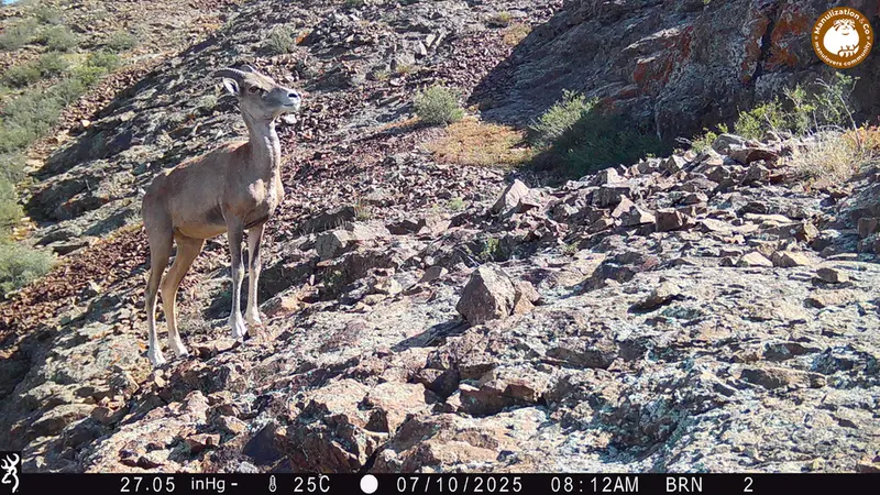 A photograph of Argali from Janator [new] camera trap
