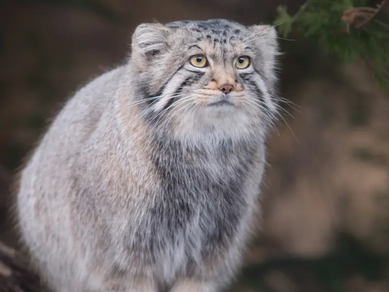 A photograph of Nagomu in Nasu Animal Kingdom