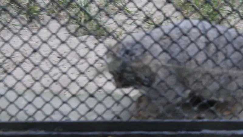 The manul plays at the Novosibirsk Zoo