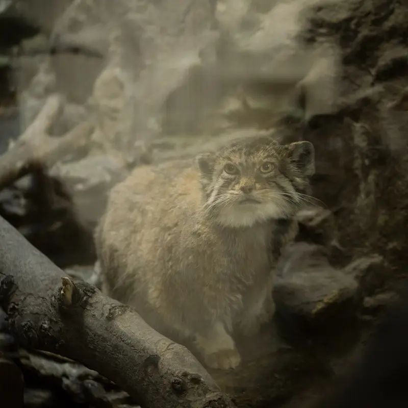 A photograph of Primula in Ueno Zoological Gardens