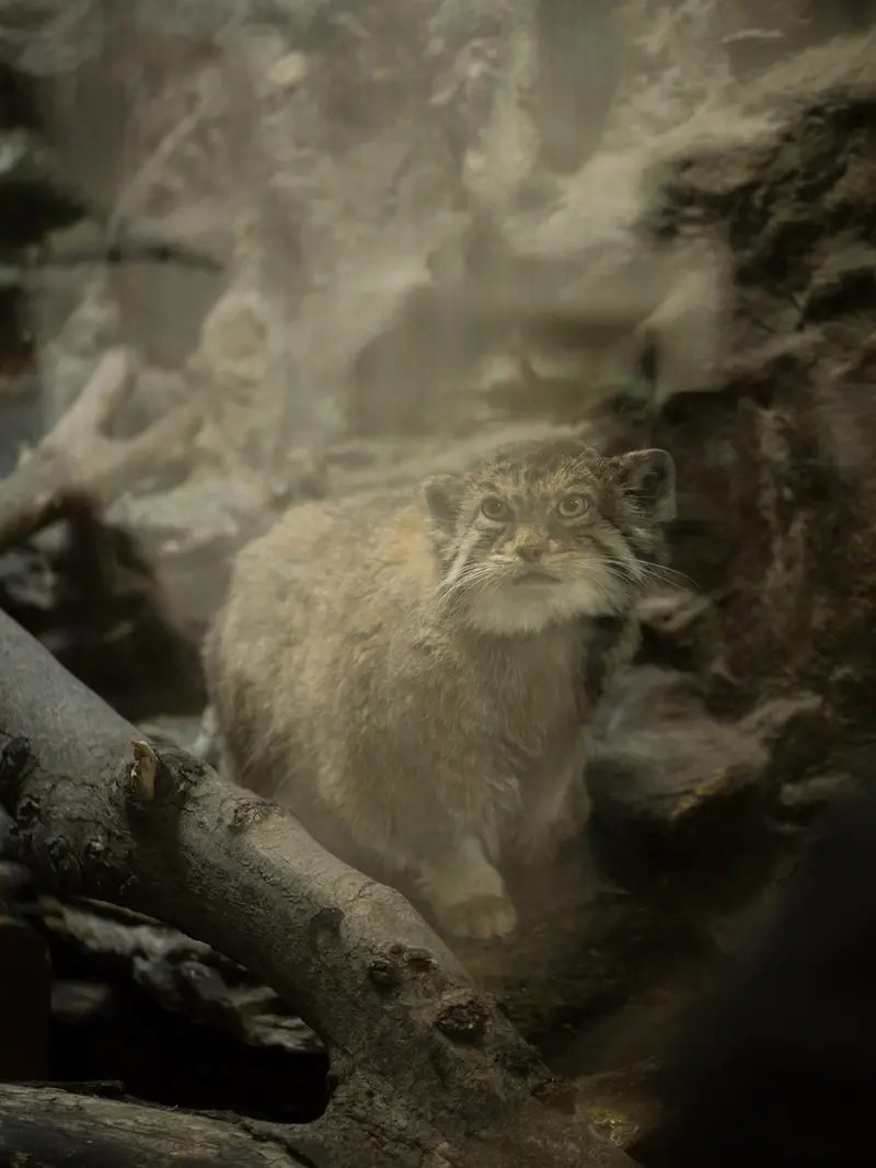 A photograph of Primula in Ueno Zoological Gardens