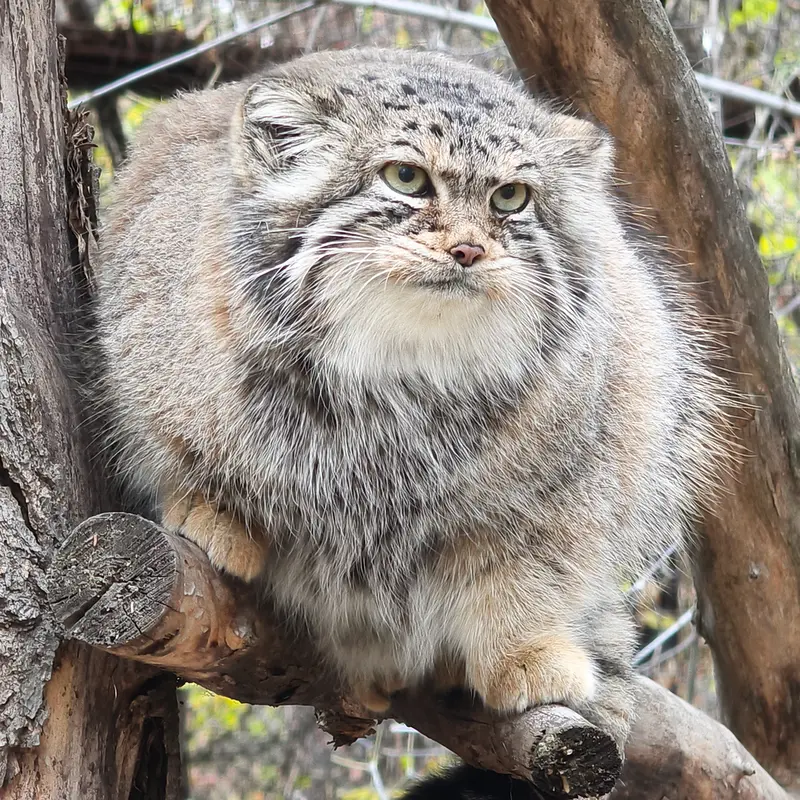 A photograph of Eve in Novosibirsk Zoo
