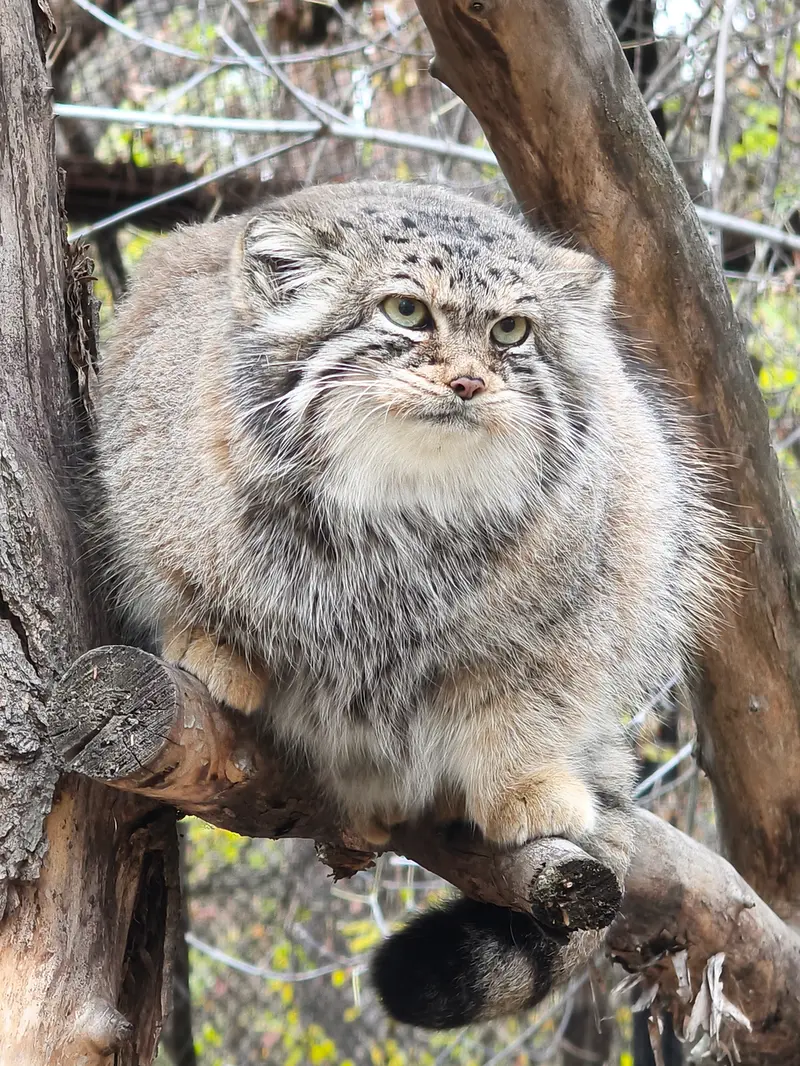 A photograph of Eve in Novosibirsk Zoo