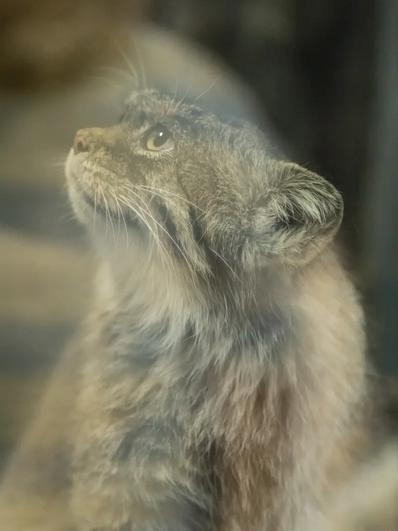 A photograph of Primula in Ueno Zoological Gardens