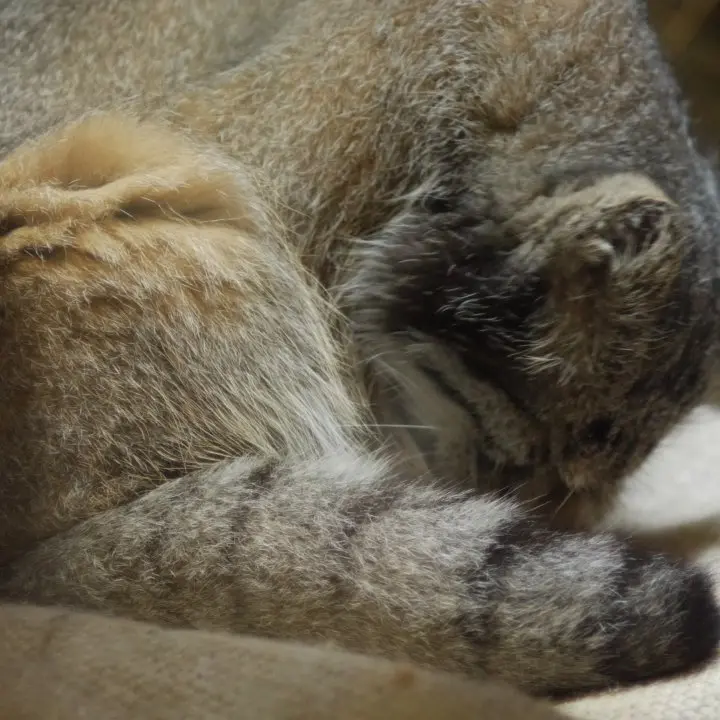 A photograph of a Pallas's cat in Ueno Zoological Gardens
