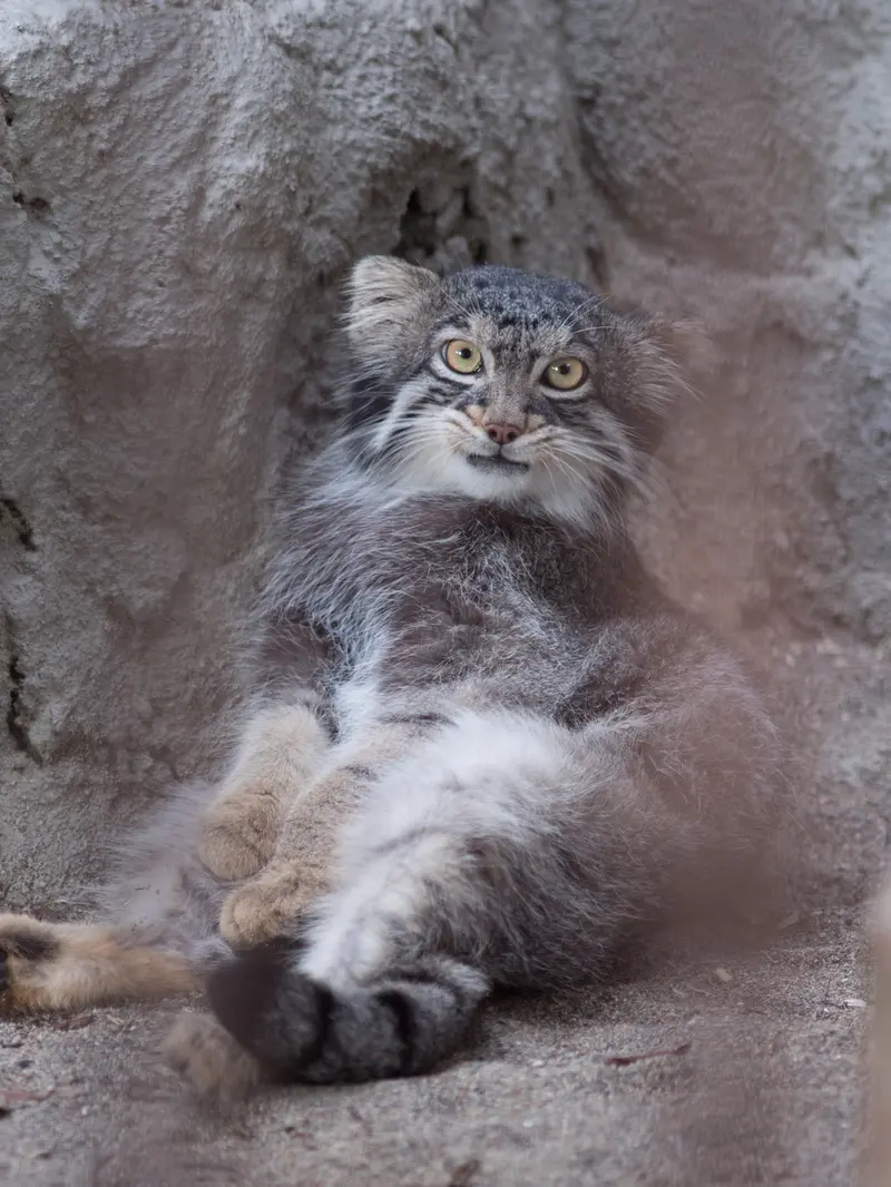 A photograph of Figa in Nogeyama Zoo