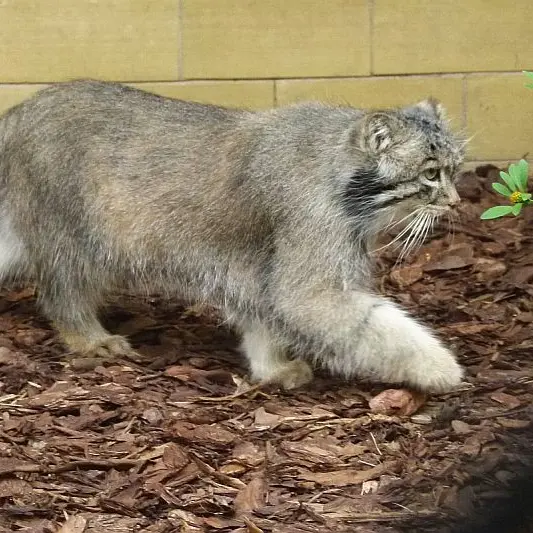 A photograph of Pallu in Opole Zoo