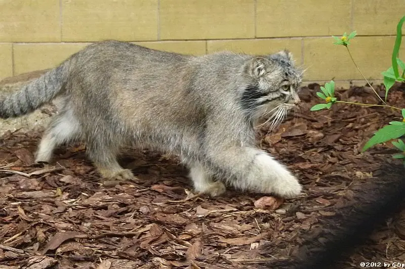 A photograph of Pallu in Opole Zoo