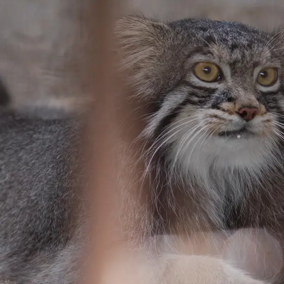 A photograph of a Pallas's cat in Nogeyama Zoo
