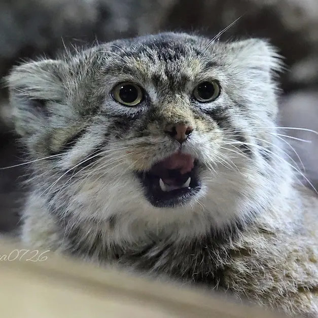 A photograph of Primula in Ueno Zoological Gardens