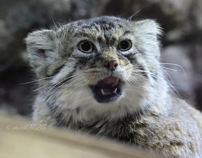 A photograph of Primula in Ueno Zoological Gardens