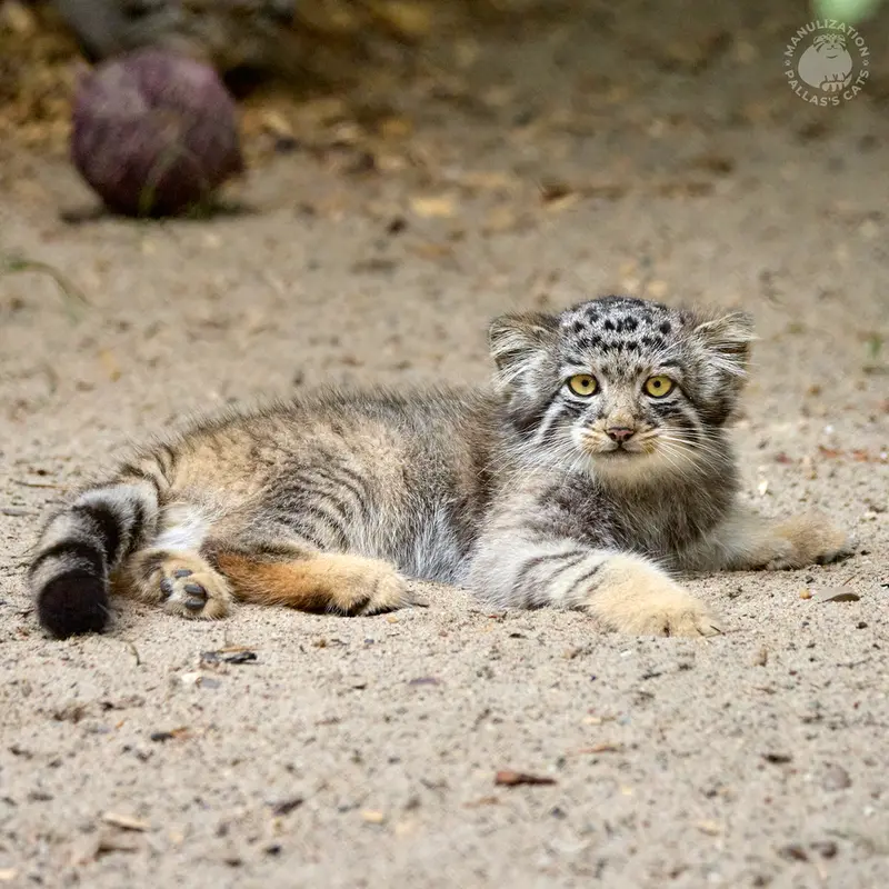 A photograph of Kitten of Eve b.2026 Ⅳ in Novosibirsk Zoo