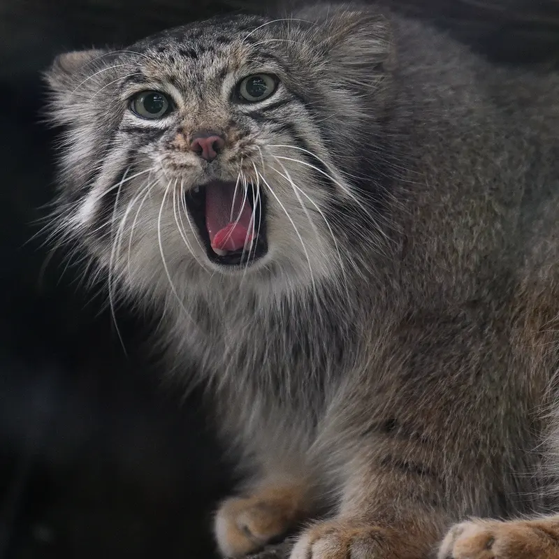 A photograph of Az in Kobe Animal Kingdom