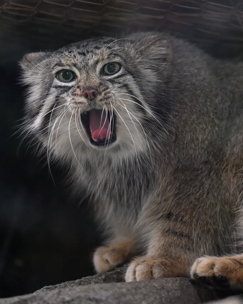 A photograph of Az in Kobe Animal Kingdom