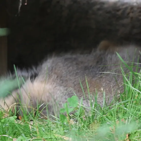 A photograph of a Pallas's cat in Moscow zoo