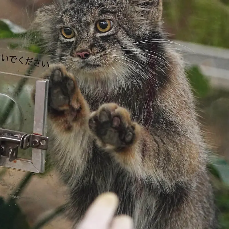 A photograph of Nar in Kobe Animal Kingdom