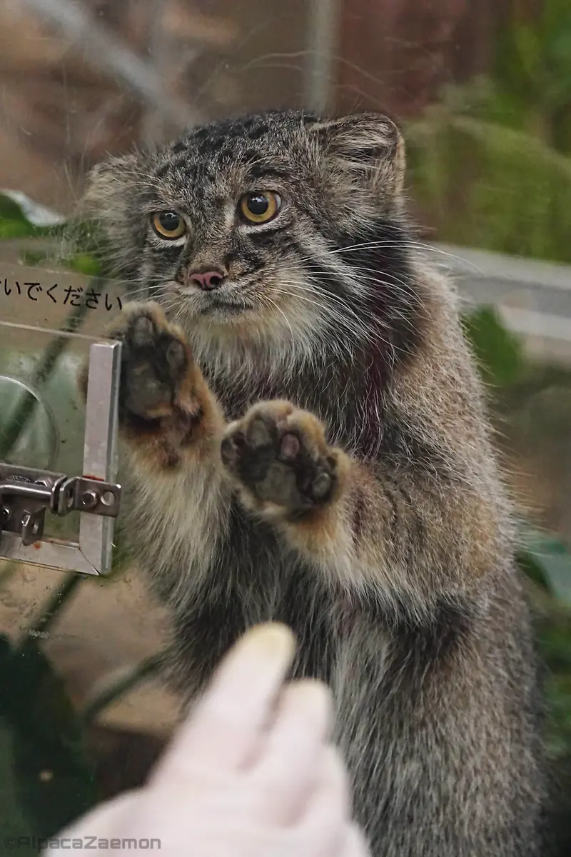 A photograph of Nar in Kobe Animal Kingdom