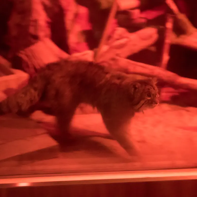 A photograph of Naim in Ueno Zoological Gardens