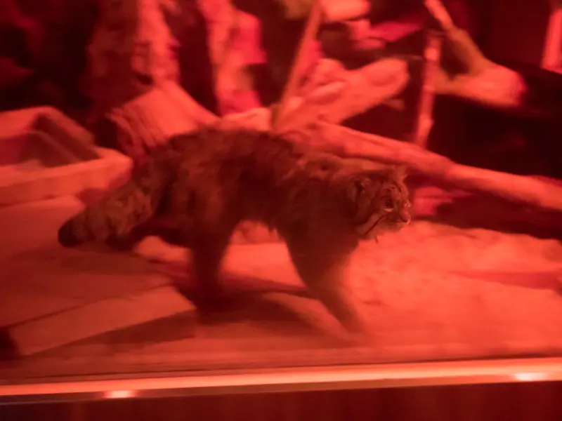 A photograph of Naim in Ueno Zoological Gardens