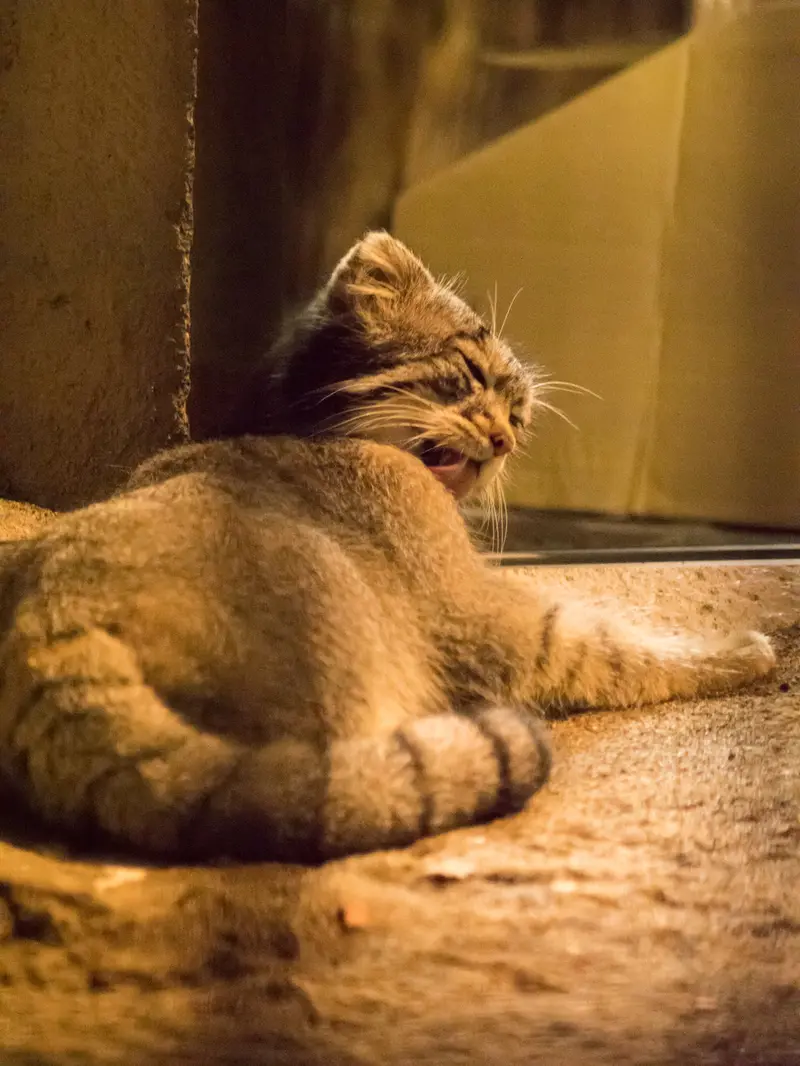 A photograph of Figa in Nogeyama Zoo