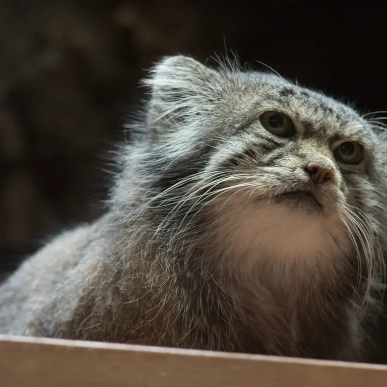 A photograph of Klyon in Ueno Zoological Gardens