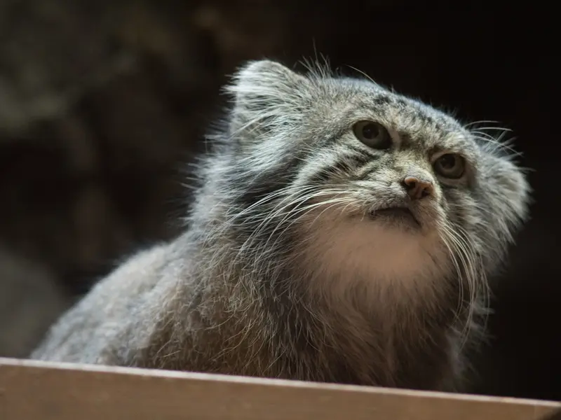 A photograph of Klyon in Ueno Zoological Gardens