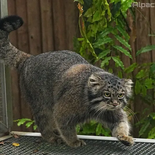 A photograph of Nar in Kobe Animal Kingdom
